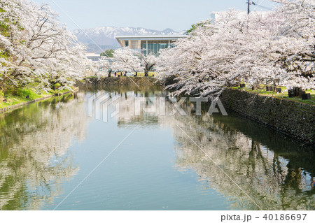 松が岬公園の桜 松が岬公園の桜 40186697