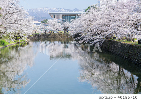 松が岬公園の桜 松が岬公園の桜 40186710