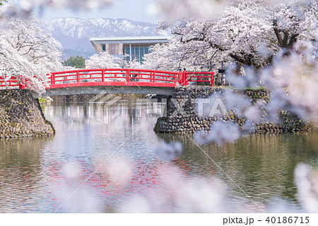 松が岬公園の桜 松が岬公園の桜 40186715