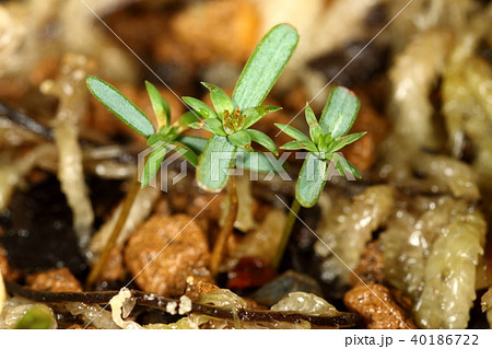 自然　植物　ヒノキ、三月中旬に発芽した実生。ひと月ほどで本葉が現れてきました 40186722