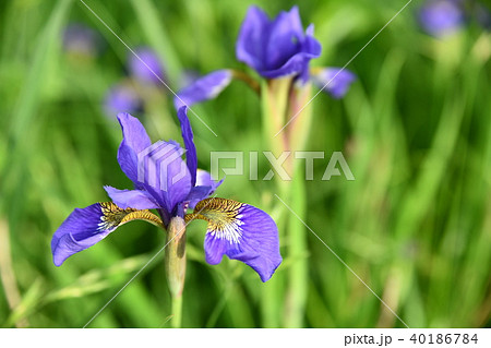 あやめの花 あやめの花 40186784