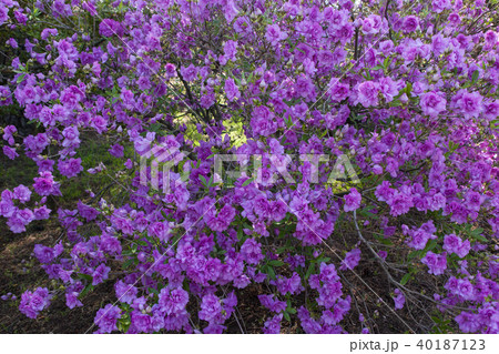 ツツジ 40187123