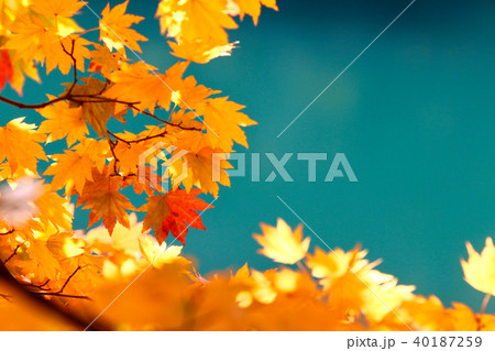 秋の五色沼（裏磐梯） 40187259