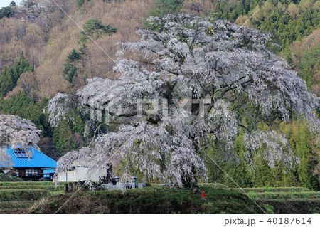 上発地の桜 上発地の桜 40187614