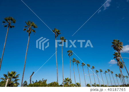 アメリカ・カリフォルニアのヤシの木 アメリカ・カリフォルニアのヤシの木 40187765