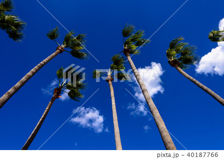 青空とヤシの木 あおり撮影 青空とヤシの木 あおり撮影 40187766
