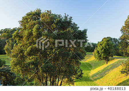 ニュージーランド　オークランド　ビッグ・キング保護区 40188013