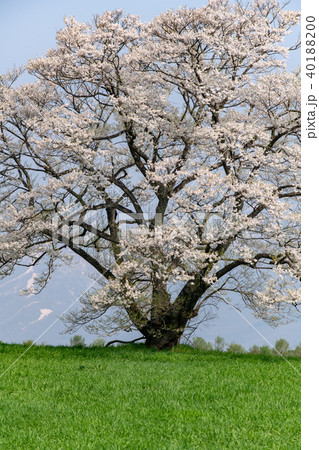 小岩井農場の一本桜　クローズアップ　縦構図 40188200