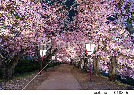 弘前公園の桜 西濠 桜のトンネル 弘前公園の桜 西濠 桜のトンネル 40188269