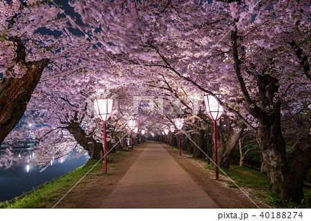弘前公園の桜 西濠 桜のトンネルの写真素材