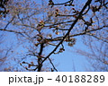 桜の木と青空 40188289