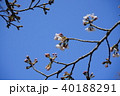 桜 40188291