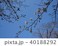 桜 40188292