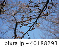 桜 40188293