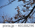 桜 40188296
