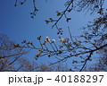 桜 40188297