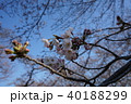 桜 40188299