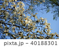 コブシ 40188301