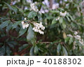 アセビ 40188302
