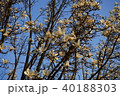 コブシ 40188303