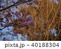 桜 40188304