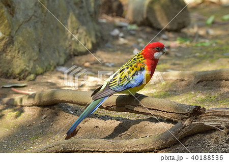 野鳥の森 40188536