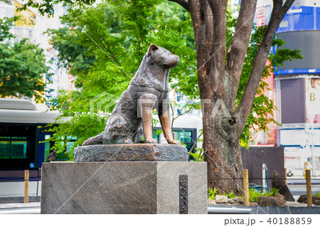 東京渋谷 忠犬八公像の写真素材