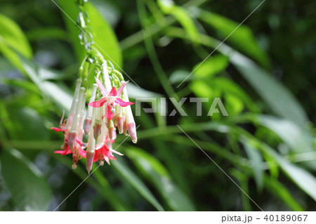 フクシア・ボリビアナの花と雨雫 フクシア・ボリビアナの花と雨雫 40189067