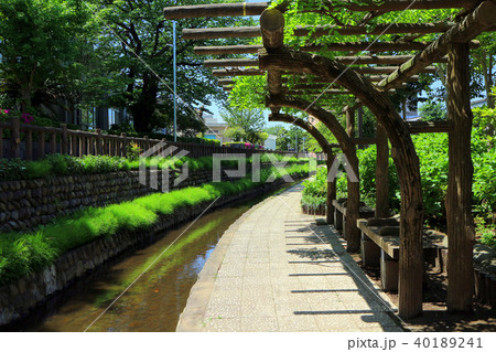 新緑の古川親水公園。藤棚とベンチ(4月)東京都江戸川区 新緑の古川親水公園。藤棚とベンチ(4月)東京都江戸川区 40189241