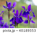 あやめ 40189353