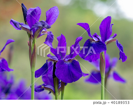 あやめ 40189353