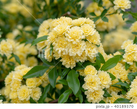 モッコウバラ モッコウバラ 40189370