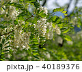 ニセアカシア 40189376