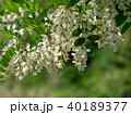 ニセアカシア 40189377
