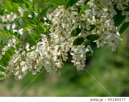 ニセアカシア 40189377