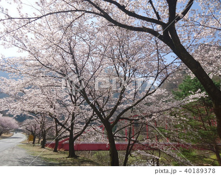 桜と赤い橋 40189378