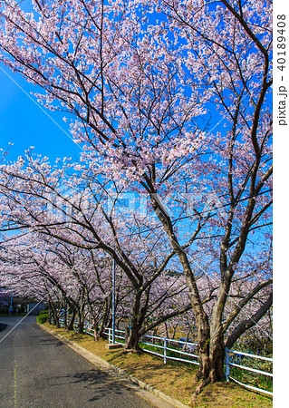 松島　桜坂のさくら　【長崎県西海市】 40189408