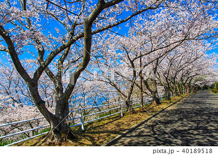 松島　桜坂のさくら　【長崎県西海市】 40189518