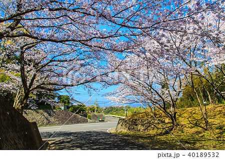 松島　桜坂のさくら　【長崎県西海市】 40189532