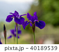 あやめ 40189539