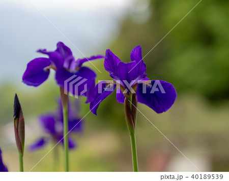あやめ 40189539