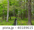 森林 40189615