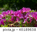 つつじ 40189638