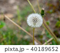 たんぽぽ 40189652
