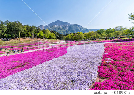 芝桜が満開の羊山公園の風景 40189817