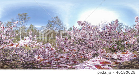 満開の桜(360°VR素材) 満開の桜(360°VR素材) 40190029
