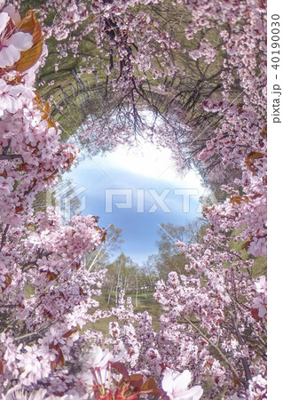 満開の桜（バックグラウンド） 40190030