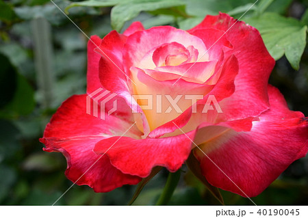 薔薇の季節、ガーデニングイメージ素材、庭のバラ、クリーム地に赤の覆輪 40190045
