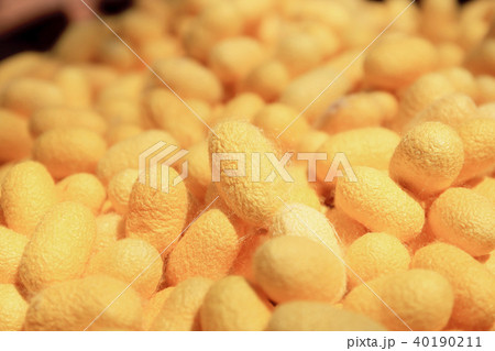 Yellow silkworm cocoon 40190211