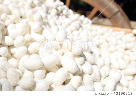White silkworm cocoon 40190212